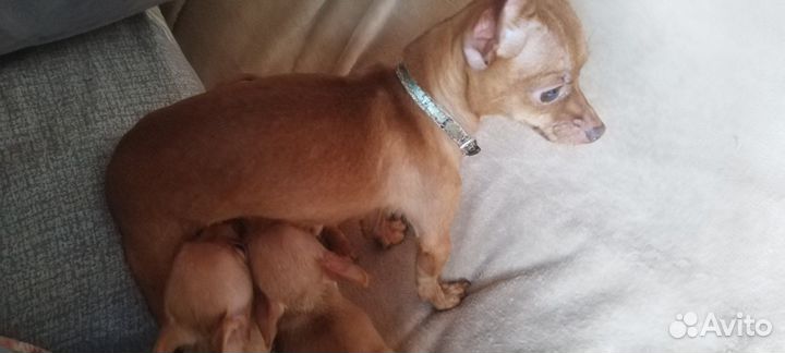 Продаётся девочка мини тойтерер