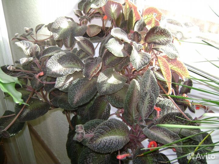 Комнатные цветы