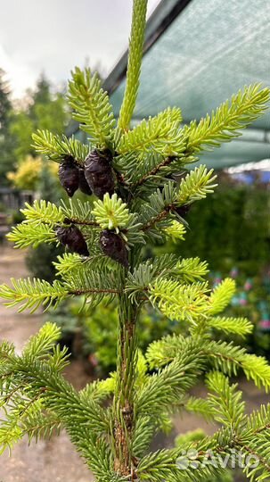 Ель сербская Ауреа (Picea omorika Aurea)