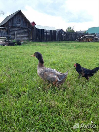 Селезень пекинский