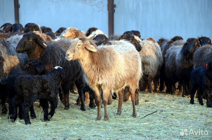 Овцы бараны