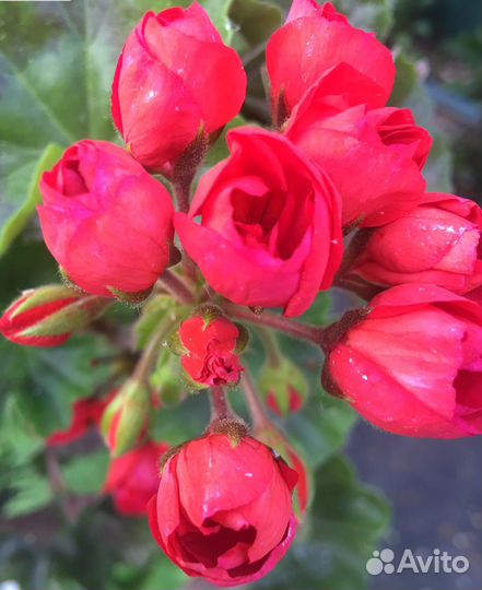 Черенки сортовых коллекционных пеларгоний на срез