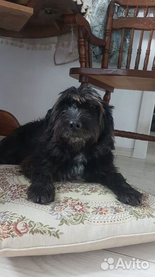 Собака Линси стерильная