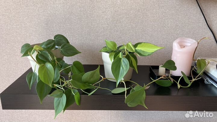 Филодендроны