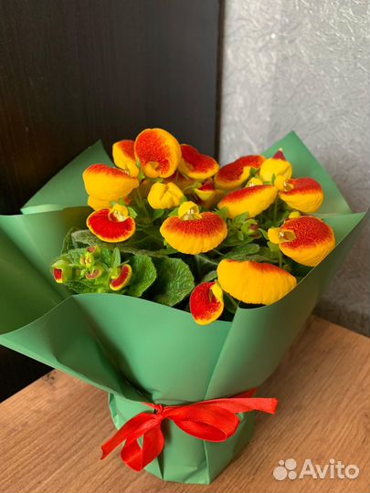 Кальцеолярия