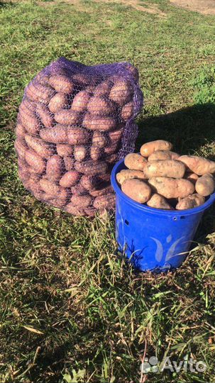 Продам картофель