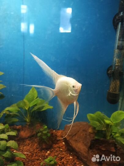 Аквариумные рыбки