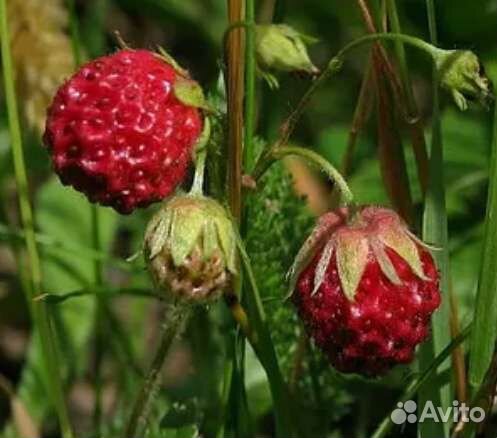 Саженцы (рассада) клубники