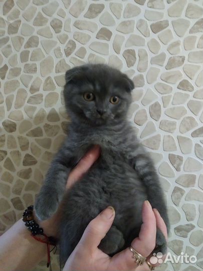 Шотландские вислоухие котята