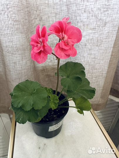 Pak Harmani герань карлик