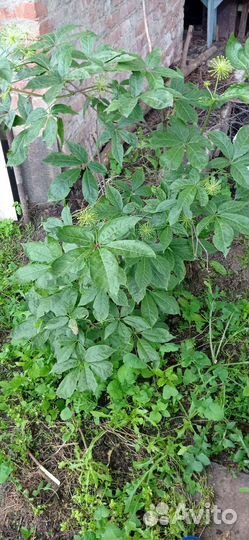 Элеутерококк