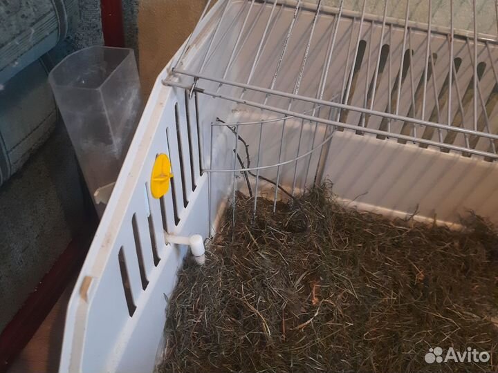 Кролик с клеткой