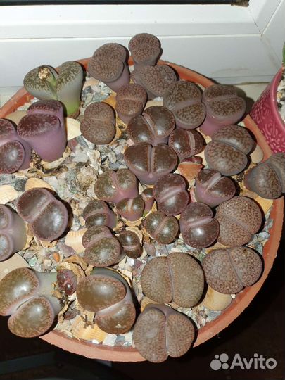 Литопсы - живые камни