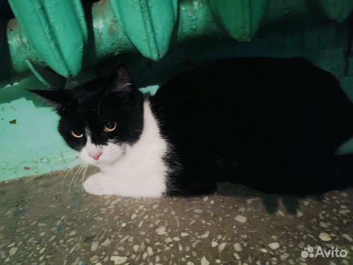 Крупный кот в подъезде