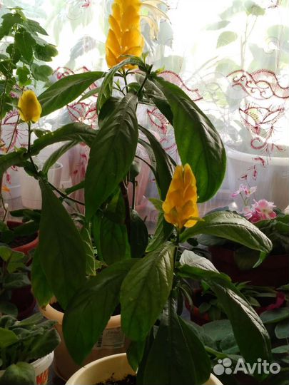 Цисус,пахистахис, гибискус