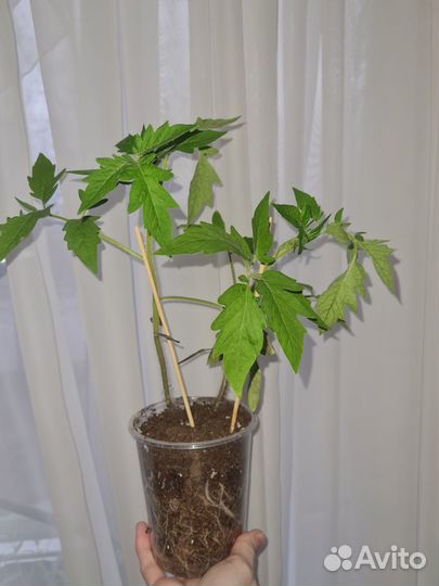 Сочная рассада помидор