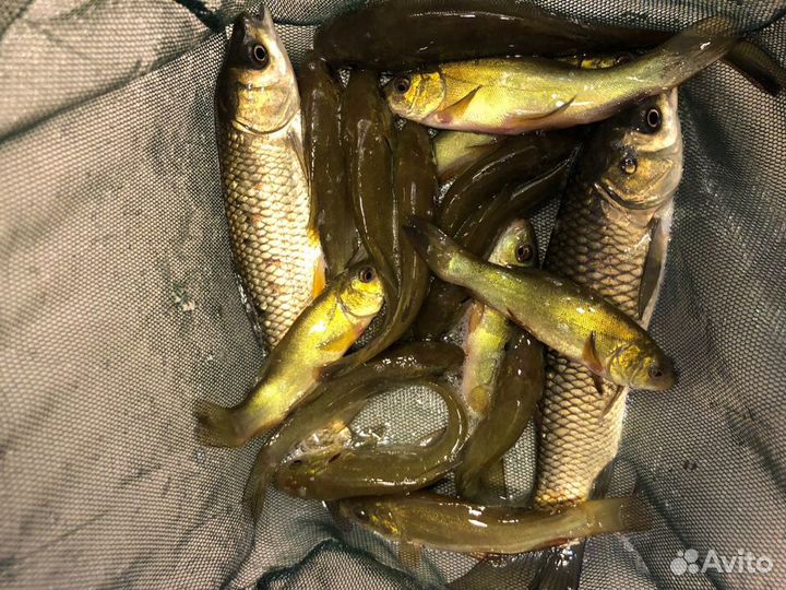 Живая рыба линь