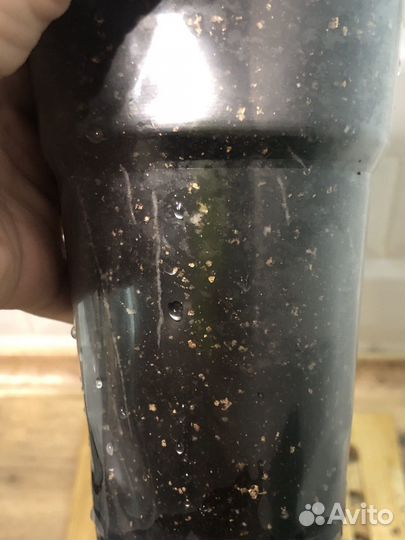 Кодиеум аукуболистный, комнатные цветы