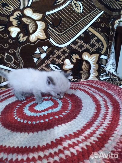 Отдать котят