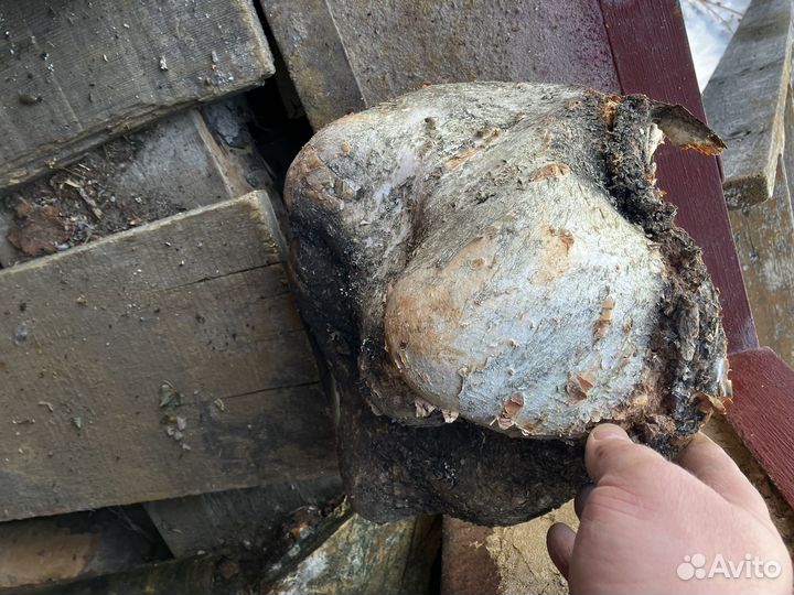 Сувель березы