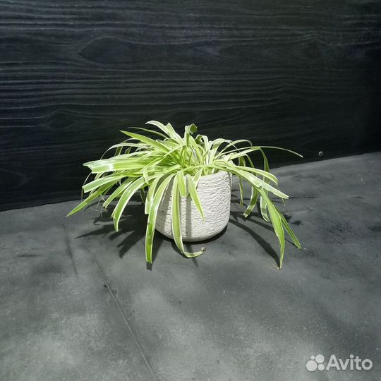 Вазоны, Горшки, Кашпо под заказ из бетона арт 118