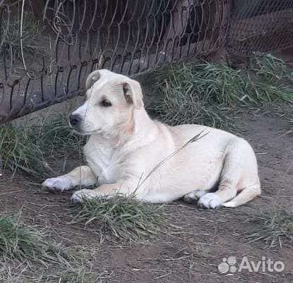 Щенок в добрые руки бесплатно
