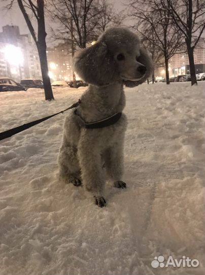Передержка собак, няня для собак, догситтер