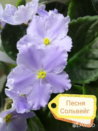 Детки сортовых фиалок