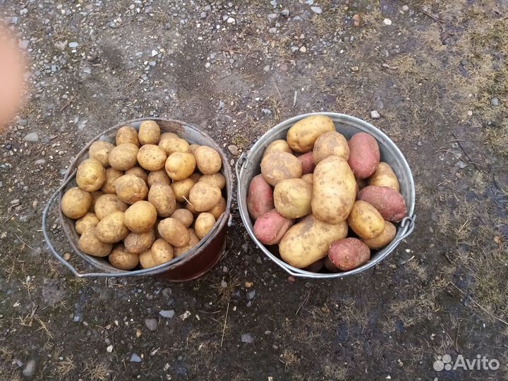 Картофель