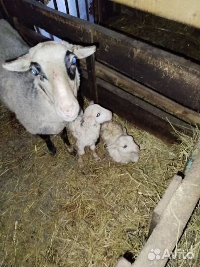 Овцы бараны ягнята романовские на разведение