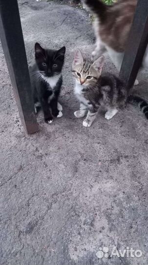 Кошка в дар