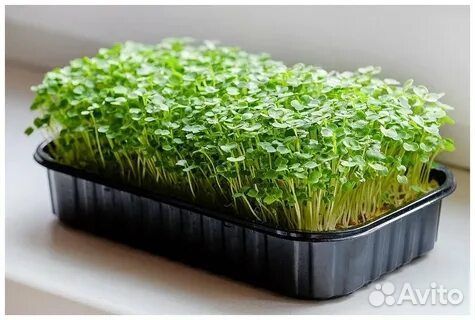 Микрозелень горчица