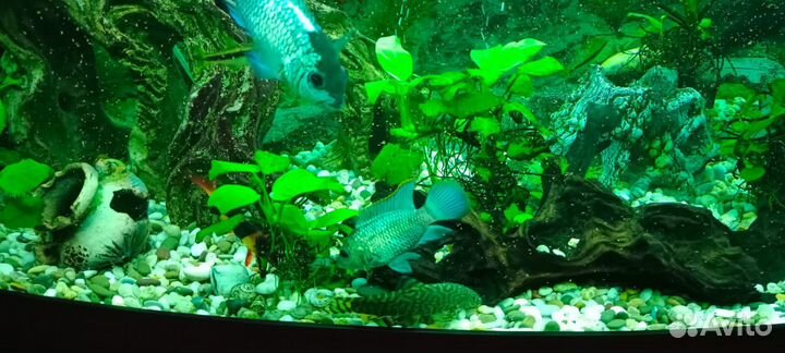 Аквариумные рыбки