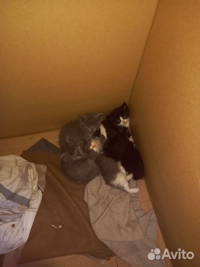 Котята в добрые руки