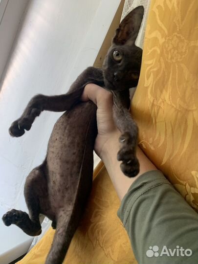Котята сфинкс