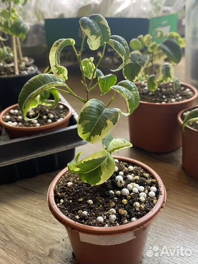 Фикус бенджамина Ирэн, Керли, Анастасия, Неон