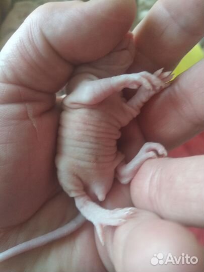 Крыски лысые(сфинкс)