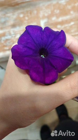 Кашпо, Петуния ампельная Опера Влю