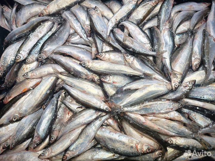 Красная Рыба Лосось