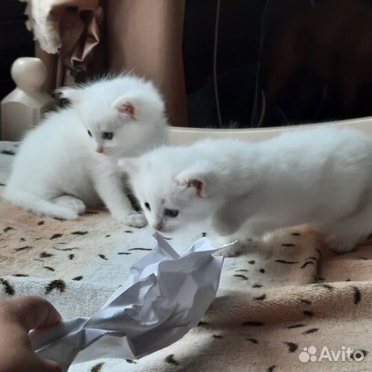 Котята в добрые руки, 1,5 месяца, пушистые, белые