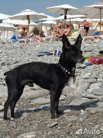 Кобель для вязки