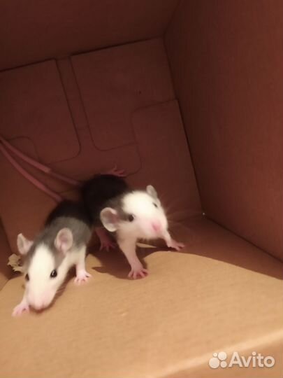 Крыса дамбо