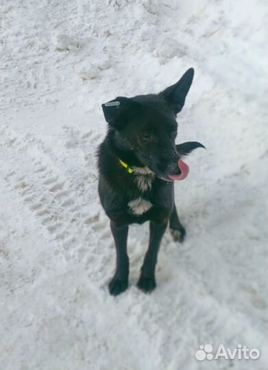 Собака в добрые руки