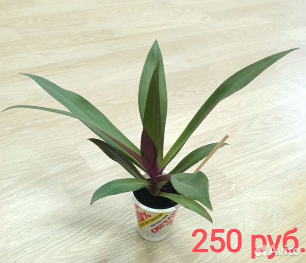 Традесканция Рео, традесканция Зебрина