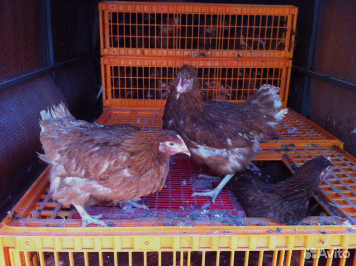 Куры несушки