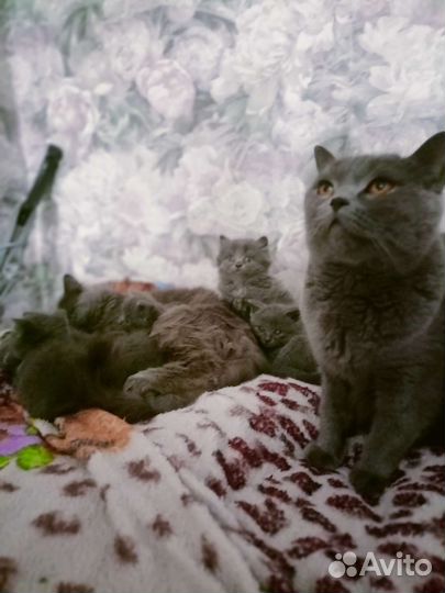 Британские котята
