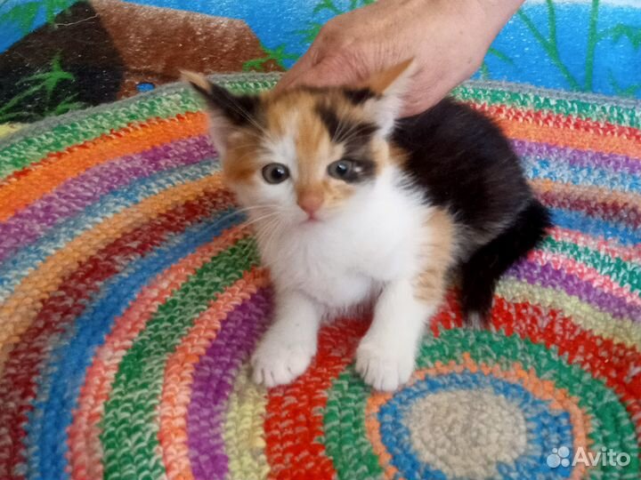 Котята в добрые руки бесплатно