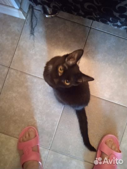 Котята подростки