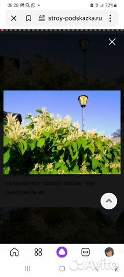 Рейнутрия сахалинская(гречиха сахалинская)