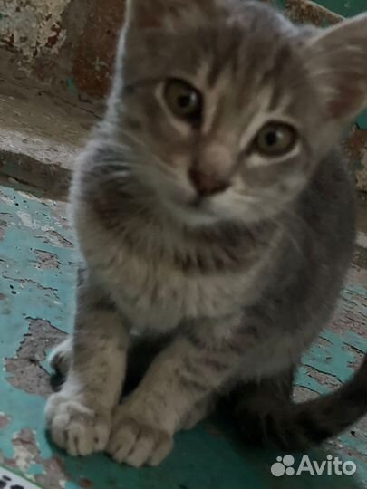 Американский керл котята